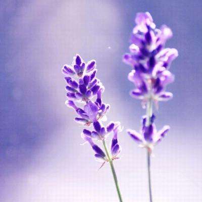 双赢彩票app下载